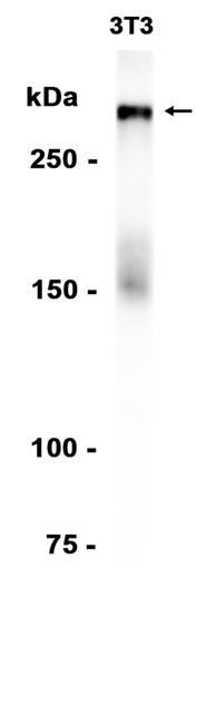 AYD13186