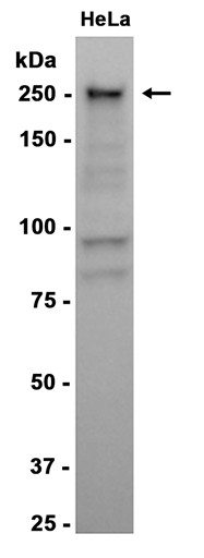 AYD14469