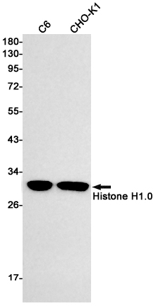 Histone H1.0 (YD11766) Rabbit mAb