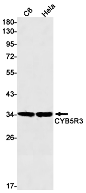 AYD14526