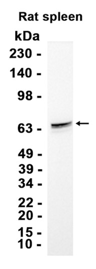 AYD11584