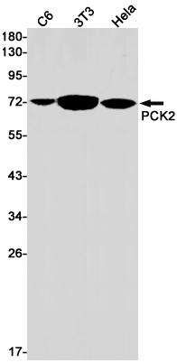 AYD11831