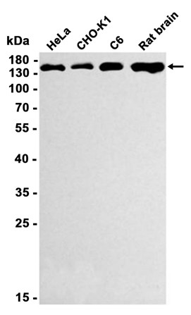 AYD11496