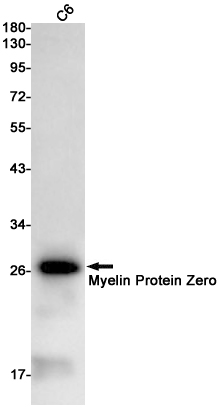 AYD12180