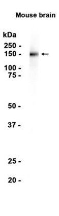AYD12817