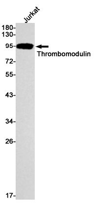 AYD11952