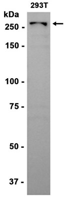 AYD15407