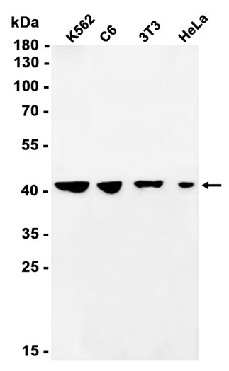 AYD11294