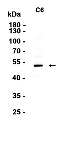 AYD15173