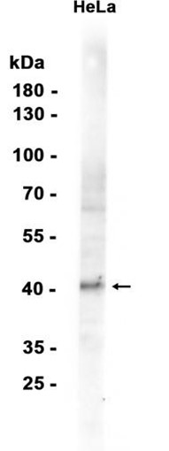 AYD12343