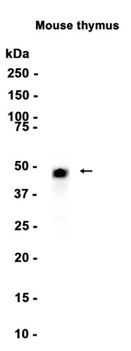 AYD12495