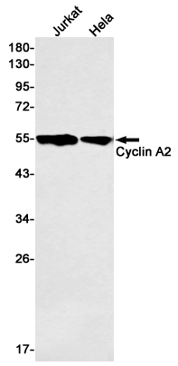 AYD11895