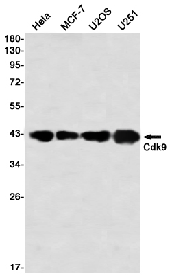 AYD11191