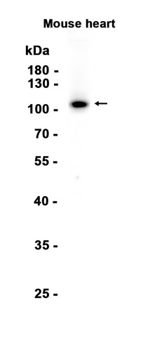 AYD14287