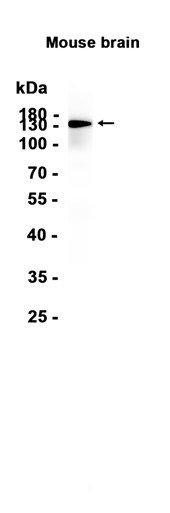 AYD15715