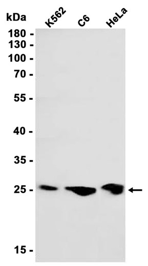 AYD11786