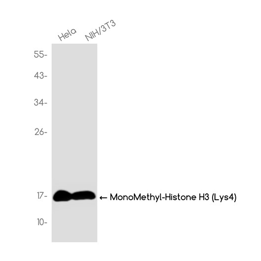MonoMethyl-Histone H3 (Lys4) (YD18268) Rabbit mAb