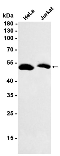 AYD13321