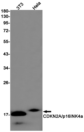 AYD13880