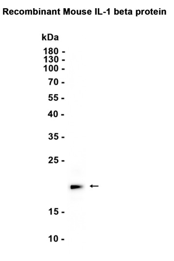 IL-1 beta (YD19085) Rabbit mAb