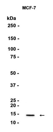 AYD15123