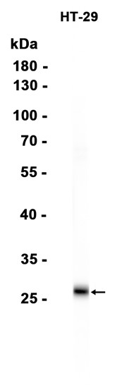 AYD15400