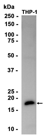 AYD15994