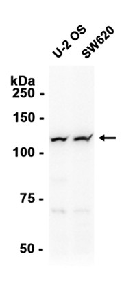 AYD12446