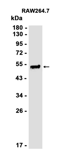 HNF-4-alpha (YD11932) Rabbit mAb