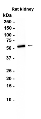 AYD11998
