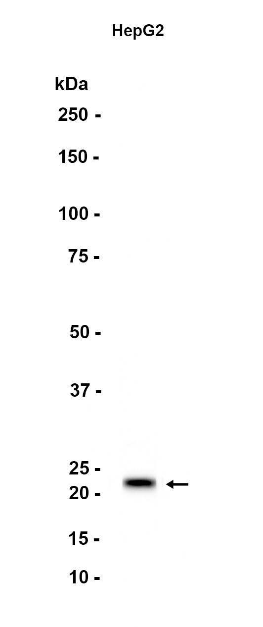 AYD11790