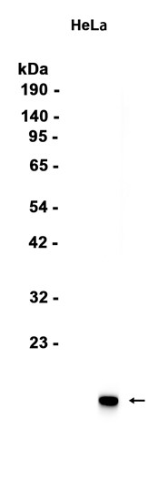 AYD15709