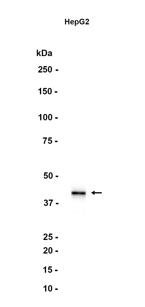 AYD12852