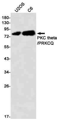 AYD11487