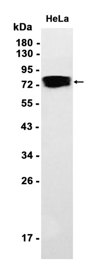 AYD11127