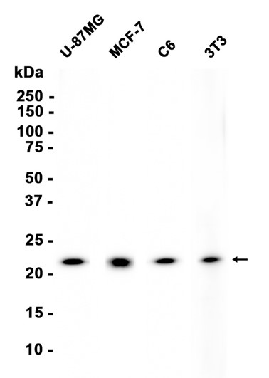 AYD15254