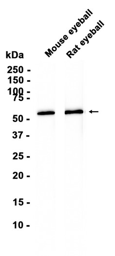 AYD15483
