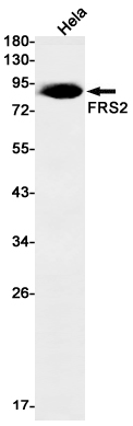 AYD11458