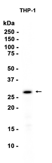 AYD12978