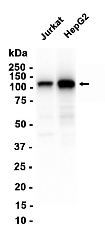 AYD13142