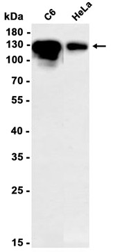 AYD13285