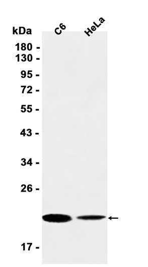 AYD11173