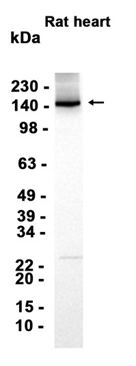 AYD15947