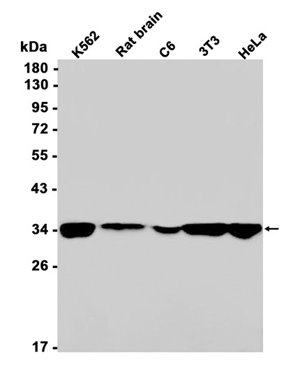 AYD11954