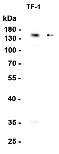 AYD13400