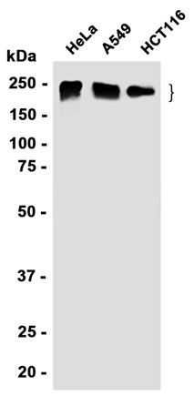 AYD12503