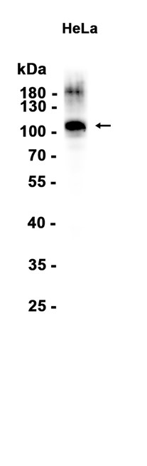 AYD16039