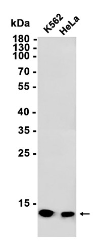 AYD13424