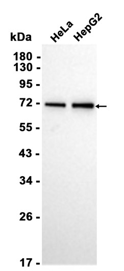 AYD14197