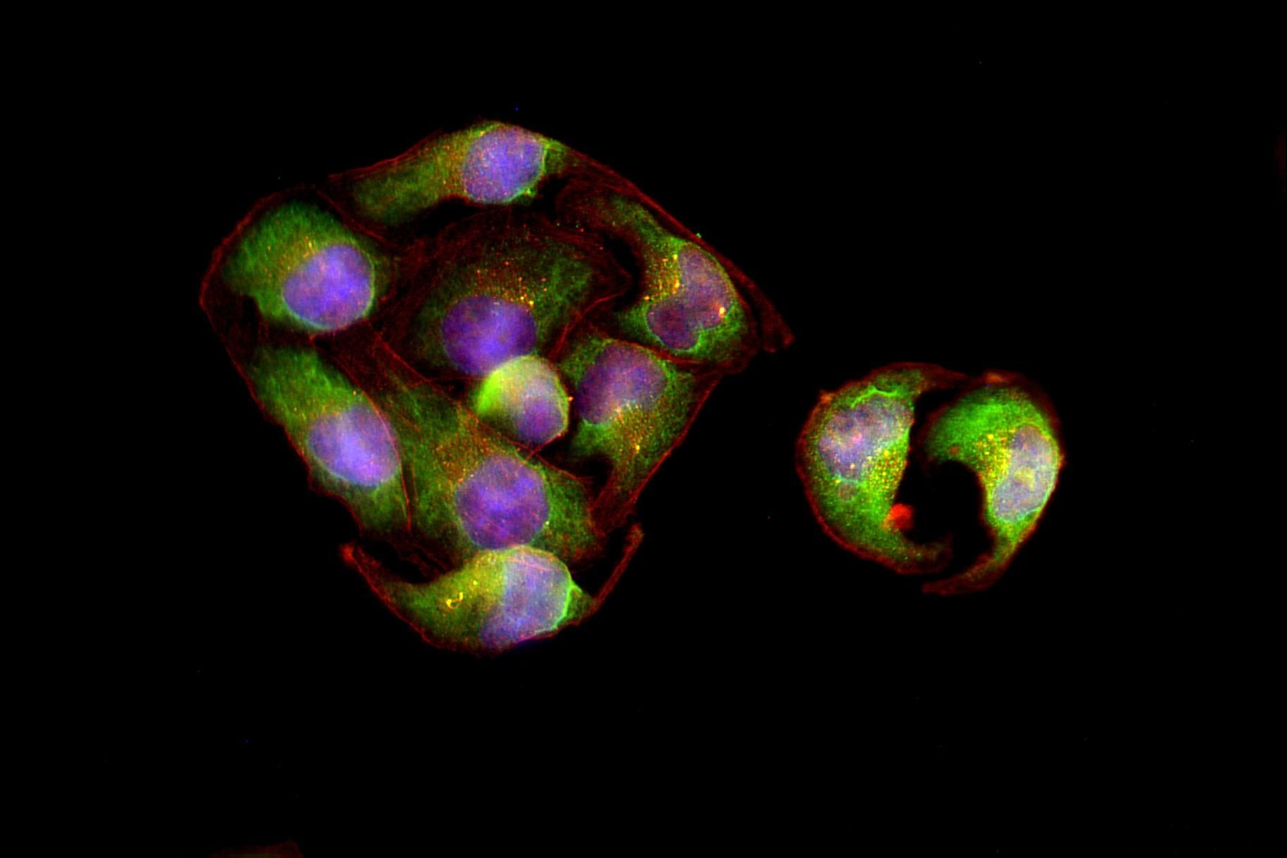 STING/TMEM173 Rabbit mAb